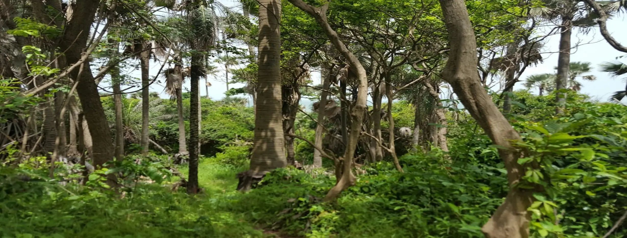 Image for Bijilo Forest
